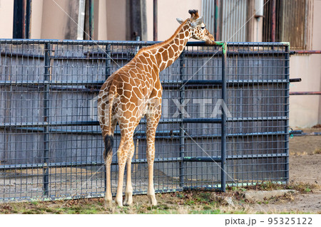 EOSR6.広島市内、不思議な黒毛しっぽ。 95325122