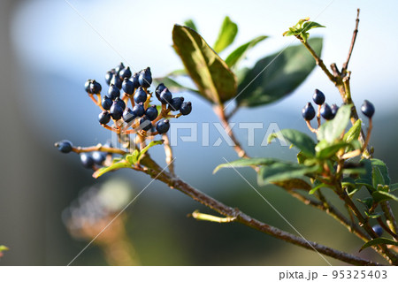 トキワガマズミ（常磐莢蒾）の果実 95325403
