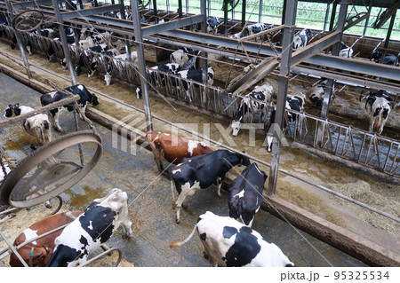 日本の北海道十勝地方の観光農場の牛舎 日本の北海道十勝地方の観光農場の牛舎 95325534