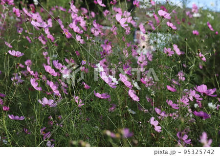 日本の秋の公園に咲くピンク色や白のコスモスの花 95325742