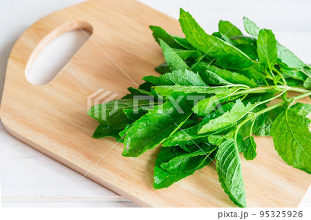 収穫したホーリーバジル 95325926