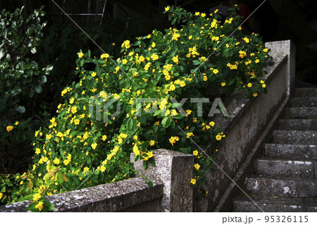 黄色の花 黄色の花 95326115