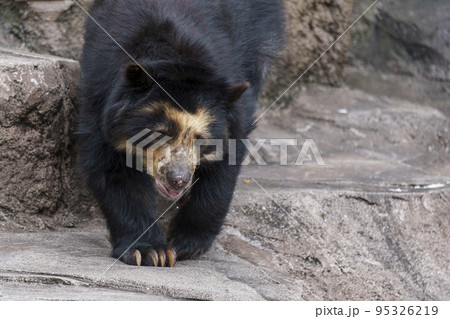 ゆっくり歩くメガネグマ【天王寺動物園】 95326219