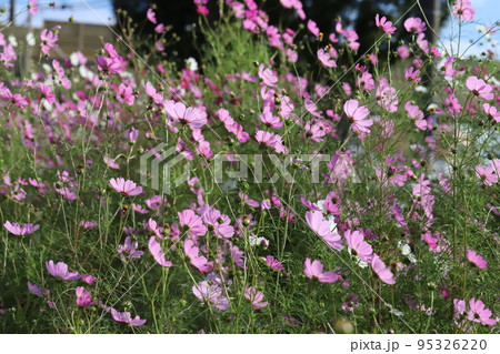 日本の秋の公園に咲くピンク色のコスモスの花 95326220