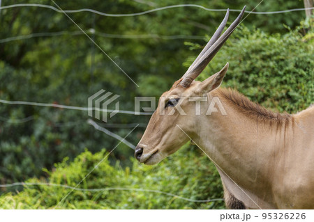 エランド【天王寺動物園】 95326226
