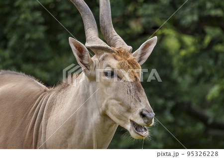 エランド【天王寺動物園】 95326228