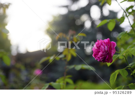 雰囲気のある秋バラのイメージカット 95326289