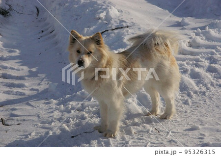 早朝爽やかにお散歩中振り返る犬2 早朝爽やかにお散歩中振り返る犬2 95326315