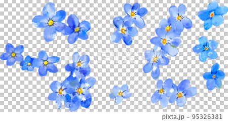 Forget-me-not flower watercolor style vector illustration material 95326381