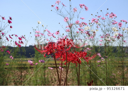 彼岸花とコスモス 95326671