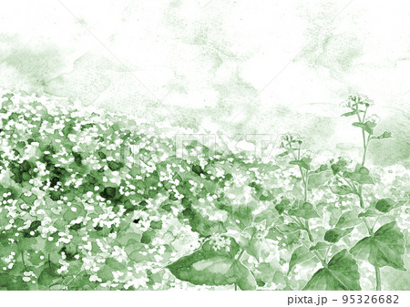 水彩で描いたそば畑のイラスト グリーントーン 95326682