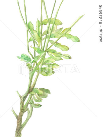 水彩で描いたフレッシュな黒大豆のイラスト 水彩で描いたフレッシュな黒大豆のイラスト 95326940