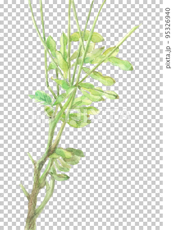 水彩で描いたフレッシュな黒大豆のイラスト 水彩で描いたフレッシュな黒大豆のイラスト 95326940