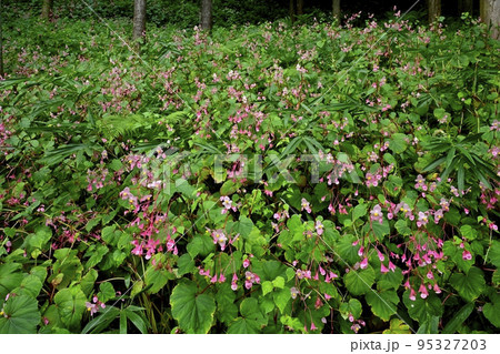 秩父郡小鹿野町の法性寺の花咲く秋海棠群生地 95327203