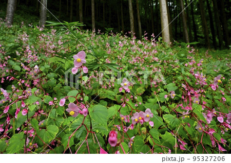 秩父郡小鹿野町の法性寺の花咲く秋海棠群生地 95327206