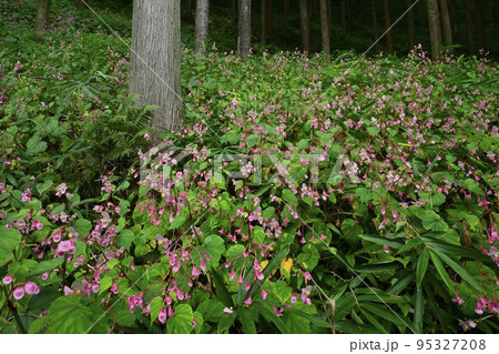 秩父郡小鹿野町の法性寺の花咲く秋海棠群生地 秩父郡小鹿野町の法性寺の花咲く秋海棠群生地 95327208