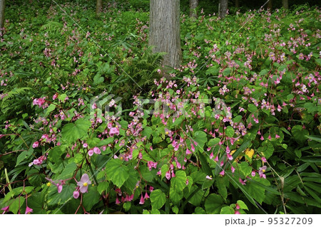 秩父郡小鹿野町の法性寺の花咲く秋海棠群生地 95327209