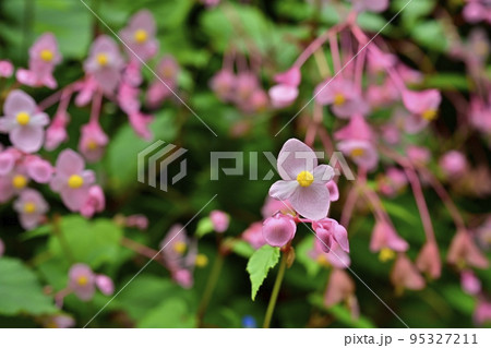 秩父郡小鹿野町の法性寺の花咲く秋海棠群生地 95327211