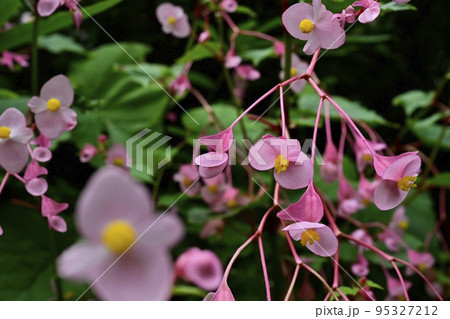 秩父郡小鹿野町の法性寺の花咲く秋海棠群生地 秩父郡小鹿野町の法性寺の花咲く秋海棠群生地 95327212