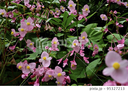 秩父郡小鹿野町の法性寺の花咲く秋海棠群生地 95327213