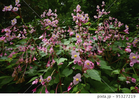 秩父郡小鹿野町の法性寺の花咲く秋海棠群生地 秩父郡小鹿野町の法性寺の花咲く秋海棠群生地 95327219
