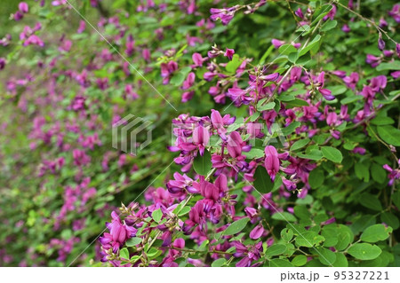 秩父郡小鹿野町の法性寺境内の花咲く萩 95327221