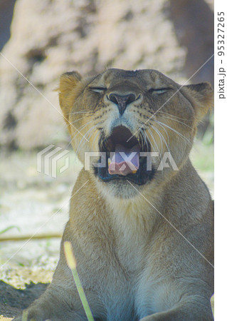 あくびをするライオン あくびをするライオン 95327265