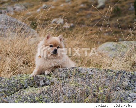 A cute cheerful Spitz sitting on the stones in the mountains. Happy dog on the background of nature 95327566