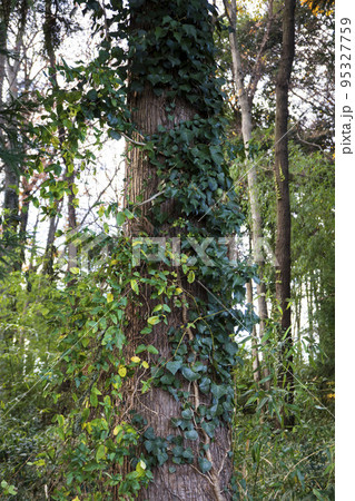 実が付いたアオツヅラフジとキヅタが絡んだ木の幹 95327759