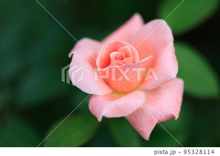 百万本のバラの花 百万本のバラの花 95328114