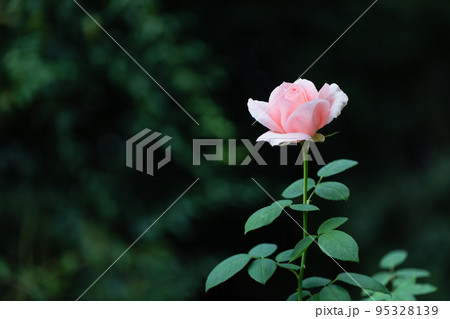 百万本のバラの花 百万本のバラの花 95328139