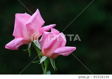 百万本のバラの花 百万本のバラの花 95328140
