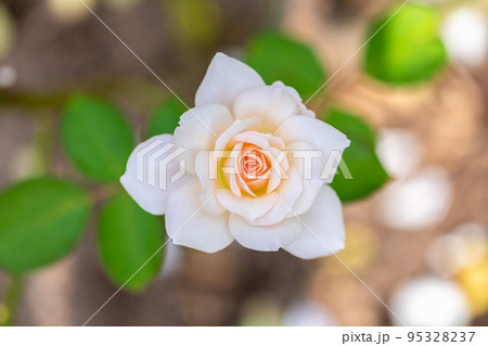 百万本のバラの花 95328237