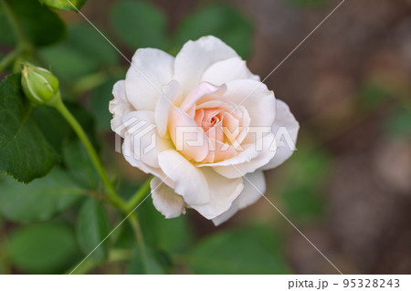 百万本のバラの花 95328243