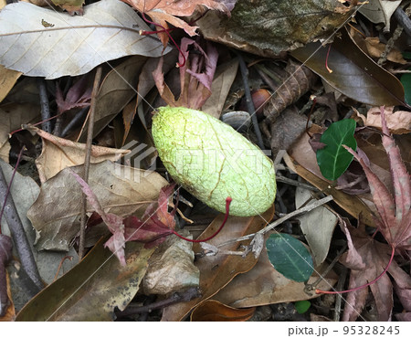 ヤママユガの繭 95328245