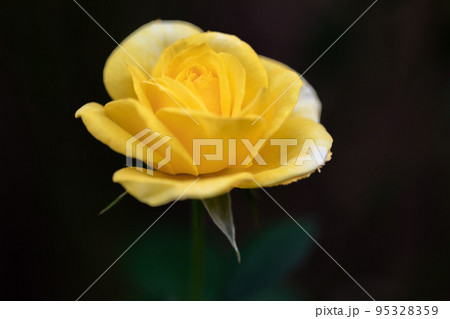 百万本のバラの花 95328359