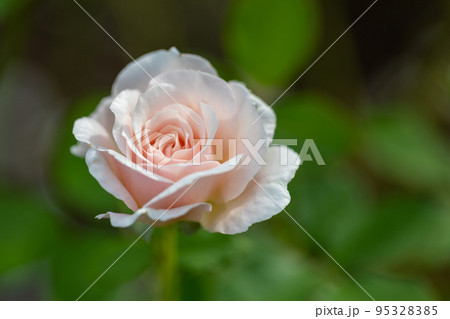 百万本のバラの花 95328385