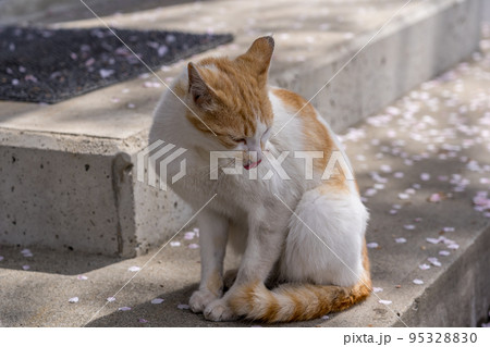 舞い散る桜の花びらを愛おしむように見つめる猫 95328830