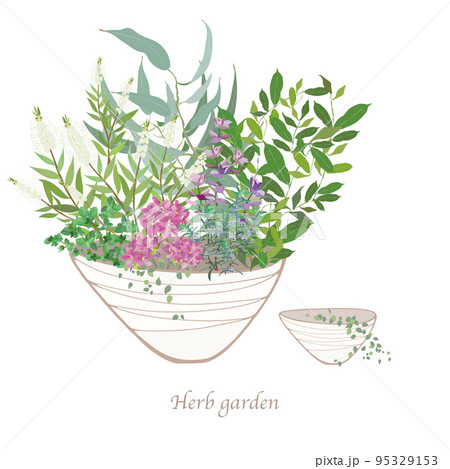 花器に入った芳香植物・ゼラニウム・マジョラム・ユーカリ・ローズウッド・ローズマリー 95329153