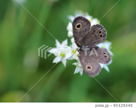 ニラの花の蜜を吸うオオヒカゲ ニラの花の蜜を吸うオオヒカゲ 95329340