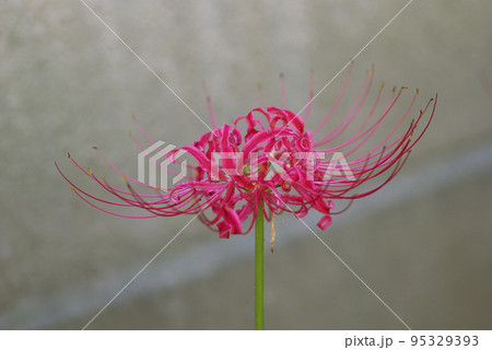 ヒガンバナ(彼岸花,曼殊沙華)の真っ赤な花姿が妖艶で美しい ヒガンバナ(彼岸花,曼殊沙華)の真っ赤な花姿が妖艶で美しい 95329393
