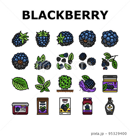 blackberry fruit berry black food icons set vector blackberry fruit berry black food icons set vector 95329400