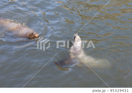 日本の北海道小樽市のおたる水族館の楽しい思い出 95329431