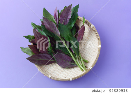 金時草 金時草 95329938