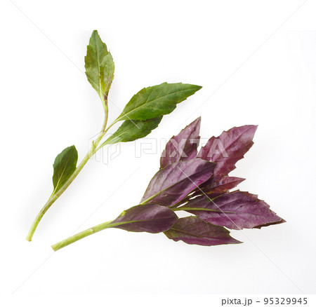 金時草 金時草 95329945