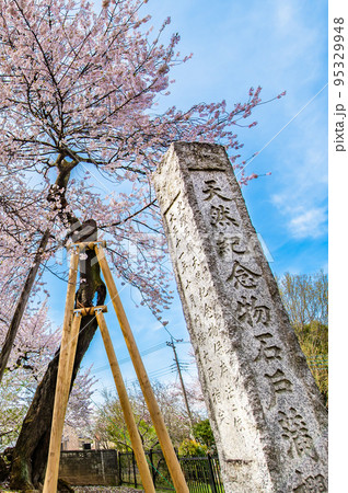 埼玉県北本市 満開の石戸蒲ザクラ 埼玉県北本市 満開の石戸蒲ザクラ 95329948
