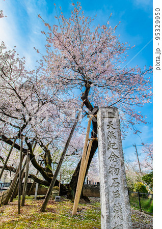 埼玉県北本市　満開の石戸蒲ザクラ 95329950