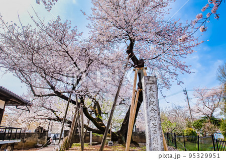 埼玉県北本市 満開の石戸蒲ザクラ 埼玉県北本市 満開の石戸蒲ザクラ 95329951