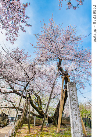 埼玉県北本市 満開の石戸蒲ザクラ 埼玉県北本市 満開の石戸蒲ザクラ 95329952