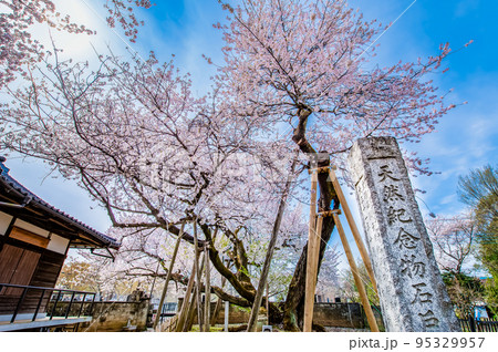 埼玉県北本市　満開の石戸蒲ザクラ 95329957